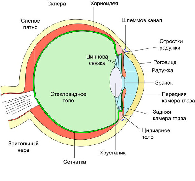 Алергія на очах: ​​діагностика, симптоми і лікування