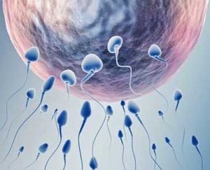 Як підвищити у чоловіків активність сперміков і малорухомих сперматозоїдів