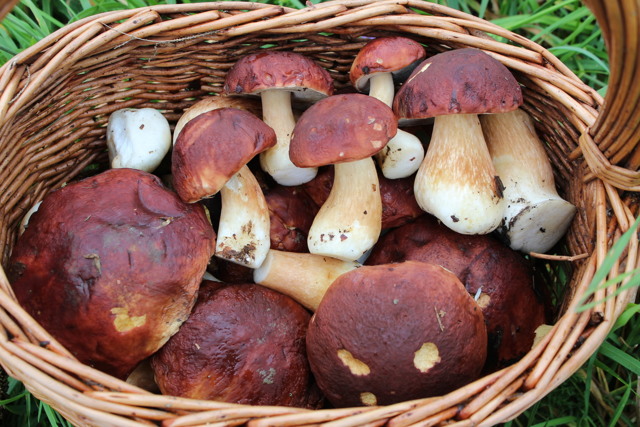 Калорійність грибів на 100 грам, БЖУ, користь і шкода для організму людини